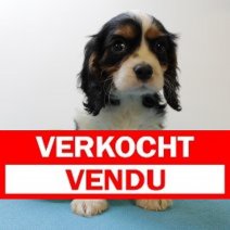 Cavalier King Charles M 010425 (BE6773) 200625. Verkocht - Vendu.jpg