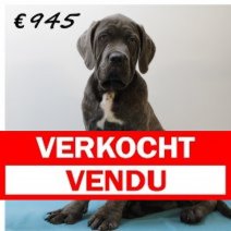 X American XXL Bully M 050325 (HU1290) 250625. Verkocht - Vendu.jpg