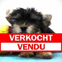 biewer yorkshire 170425  M (BE5071) 270625 verkocht - vendu.jpg