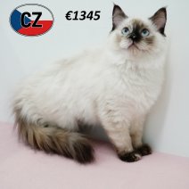 Ragdoll 120325 F (CZ2431) 230725.JPG