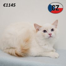 Ragdoll 120325 M (CZ2439) 230725.JPG