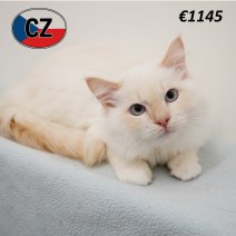 Ragdoll 120325 M (CZ2440) 230725.JPG