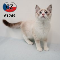 Ragdoll 160325 M (CZ2430) 230725.JPG