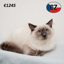 Ragdoll 190325 M (CZ2423) 230725.JPG