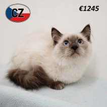 Ragdoll 190325 M (CZ2434) 230725.JPG