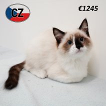 Ragdoll 190325 M (CZ2441) 230725.JPG