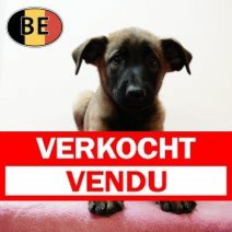 Mechelaar 220525 F (BE7017)230725. Verkocht - Vendu.jpg
