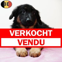 Duitse Herder 070525 F(BE6917) 110725 verkocht - vendu.jpg