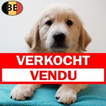 Golden Retriever 080525 M(BE9725) 110725 verkocht - vendu.jpg