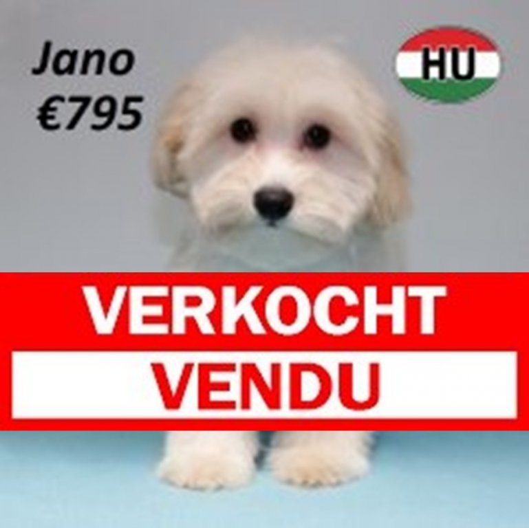 maltipoo 1112 verkocht