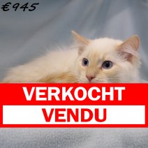Ragdoll M 180225(CZ4201) 170625 verkocht - vendu.jpg