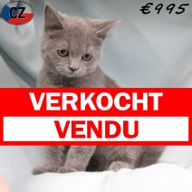 Brits korthaar M 070225 (CZ7397) 170625 verkocht - vendu.jpg