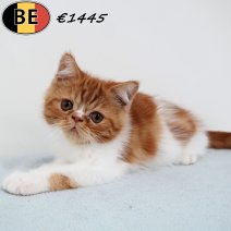 Exotic Shorthair 010525 M(BE6988) 250725.jpg