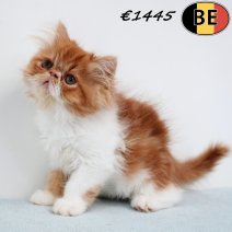 Exotic Longhair 010525 M(BE6987) 250725.jpg