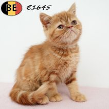 Exotic Shorthair 010525 F(BE6984) 250725.jpg