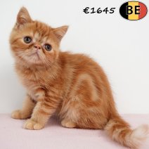 Exotic Shorthair 010525 F(BE6983) 250725.jpg