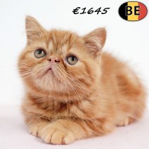 Exotic Shorthair 010525 F(BE7005) 250725.jpg
