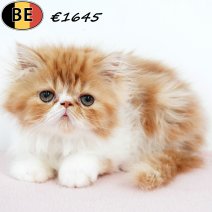 Exotic Longhair 010525 F(BE6979) 250725.jpg