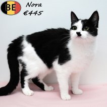 Europese Korthaar Nora 150125 F(BE6865) 210725.jpg
