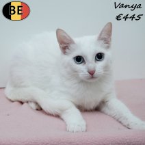 Europese Korthaar Vanya 240225 F(BE6641) 050725.jpg