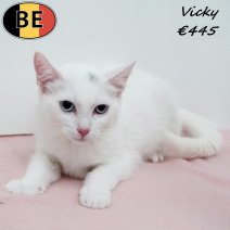 Europese Korthaar Vicky 240225 F(BE6637) 050725.jpg