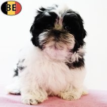 Shih Tzu 080525 F(BE6882) 250725.jpg