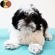 Shih Tzu 080525 M(BE6912) 250725.jpg
