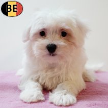 Maltezer 220525 F(BE6884) 250725.jpg