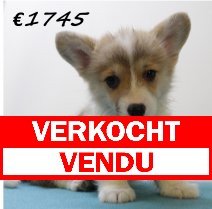Welsh Corgi M 100325 (HU1308) 250625 verkocht - vendu.jpg