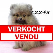 Pomeriaan V 030325 (HU1271) 250625 verkocht - vendu.jpg