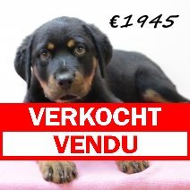Rottweiler F 280225 (HU1250) 250625 verkocht - vendu.jpg
