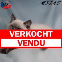 Ragdoll M 140225(CZ4190) 170625 verkocht - vendu.jpg