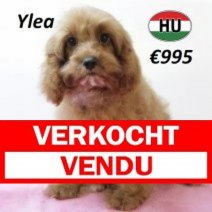 Cavapoo 010225 F(HU1181) 070625 Verkocht - Vendu.jpg
