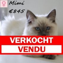 Ragdoll Mimi 140125 F(CZ3667) 110625 Verkocht - Vendu.jpg