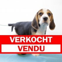 Beagle M 160425 (BE6577) 180625 Verkocht - Vendu.jpg