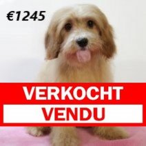 Cavapoo 010225 F(HU1175) 070625 Verkocht - Vendu.jpg