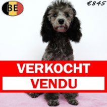 Dwergpoedel 120325 F(BE4450) 060725 Verkocht - Vendu.jpg