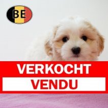 Havanezer F 060525 (BE5094) 090725 Verkocht - Vendu.jpg