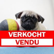 Mops M 060425 (BE5030) 110625 Verkocht - Vendu.jpg