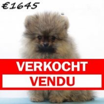Pomeriaan M 030325 (HU1270) 250625 Verkocht - Vendu.jpg
