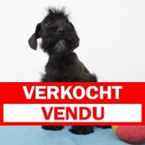 Schnoodel 100225 M (BE6735) 120525 Verkocht - Vendu.jpg