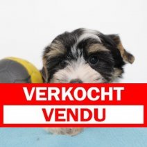 Biewer yorkshire M 100425 (BE6688) 130625 Verkocht - Vendu.jpg