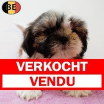 Shih Tzu 050525 F(BE0608) 110725 Verkocht - Vendu.jpg