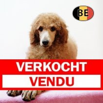 Koningspoedel 280425 F (BE6863) 260725.JPG