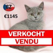 Brits korthaar F 070225 (CZ3669) 170625 Verkocht - Vendu.jpg