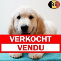 Golden Retriever 080525 M(BE0623) 110725 Verkocht - Vendu.jpg