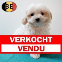 Havanezer M 060525 (BE5024) 090725 Verkocht - Vendu.jpg