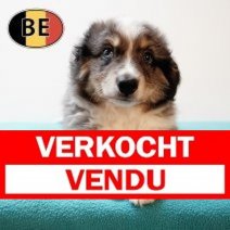 Miniature American Shepherd 130525 M (BE3586)160725 Verkocht - Vendu.jpg