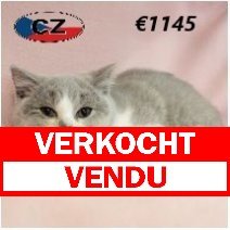 Brits korthaar 280225 F (CZ4188) 170625 verkocht - vendu.jpg