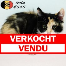 Europese Korthaar Nola 050425 F(BE6873) 210725 verkocht - vendu.jpg
